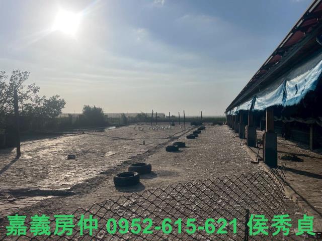 嘉義六腳牧場-5