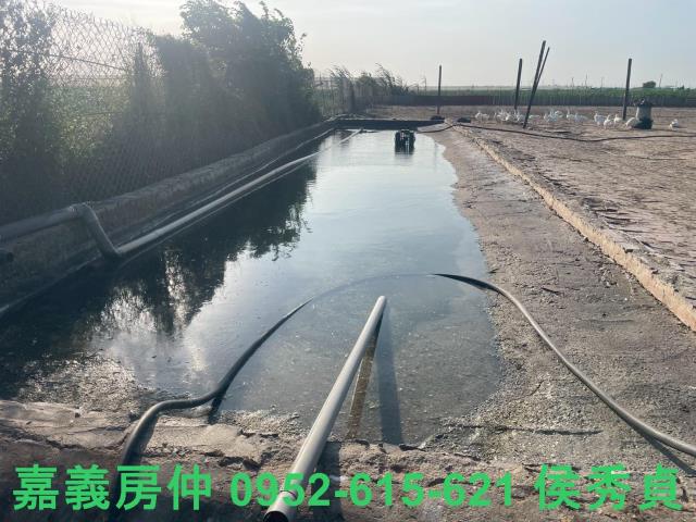 嘉義六腳牧場-7