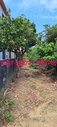 通霄拍賣透天-7