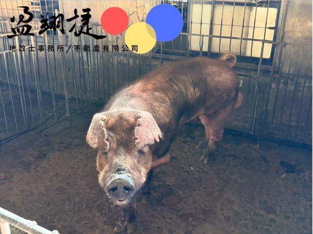 屏東麟洛豬舍-1