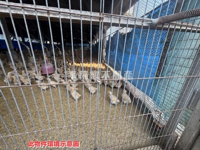 後壁畜牧設施雞舍-5