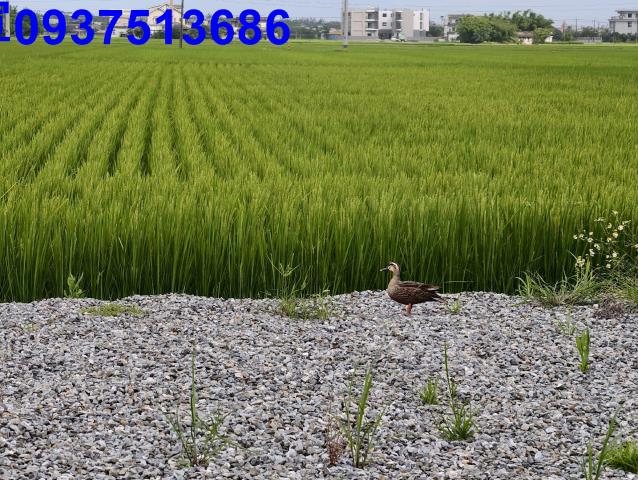 壯圍資材室-3