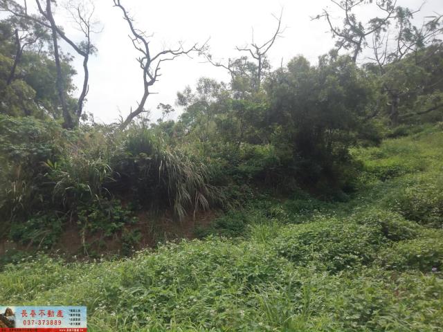 苗栗山坡地-2