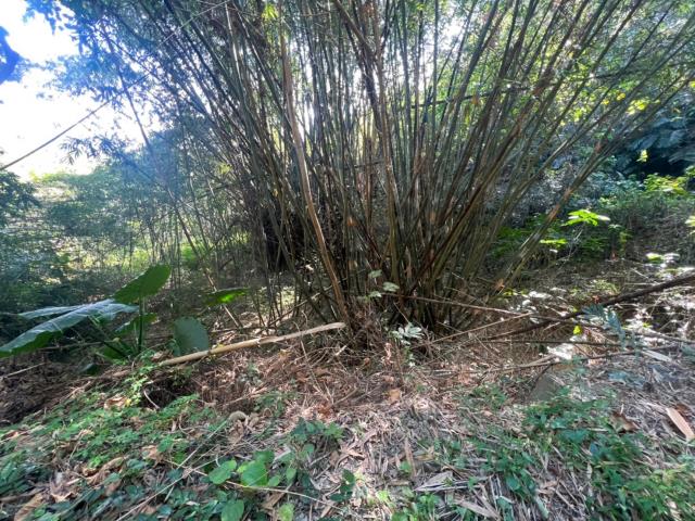 台南左鎮農地-2