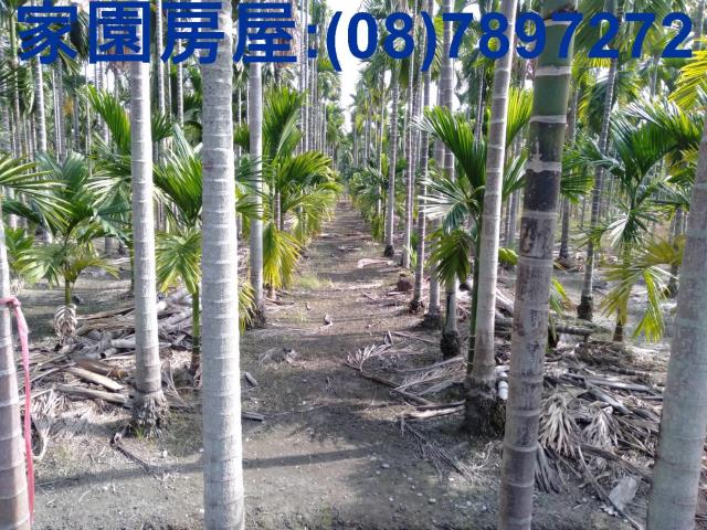 屏東新埤農地-3