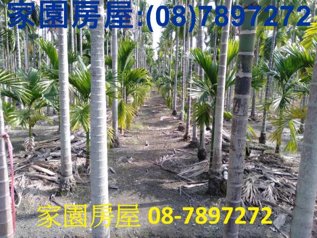 屏東新埤農地-8