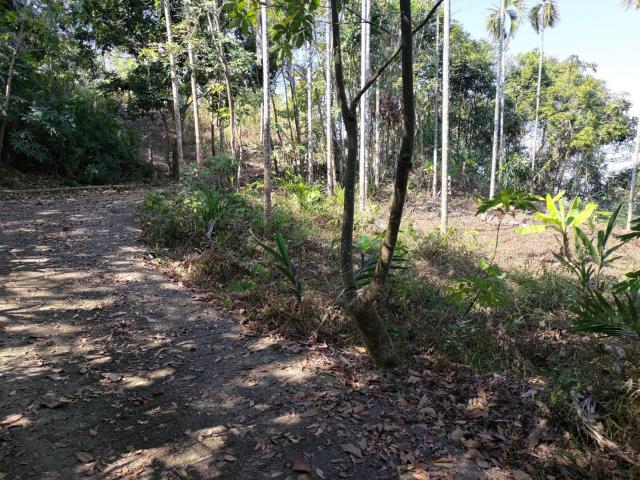 台中太平山坡地-5