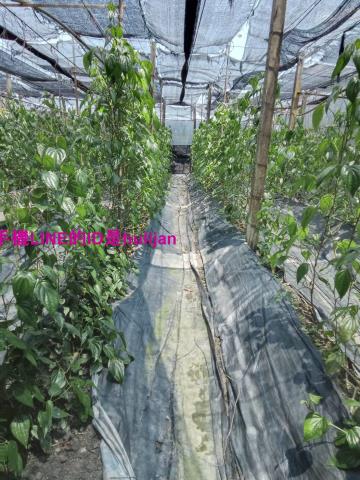 彰化永靖農地-2