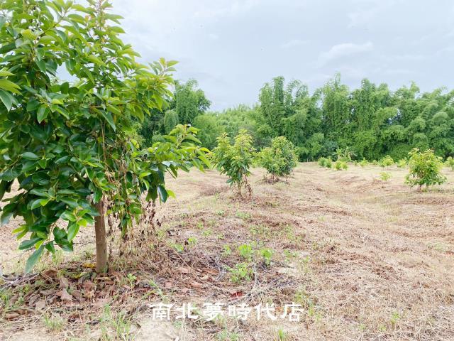 台南左鎮農地-7