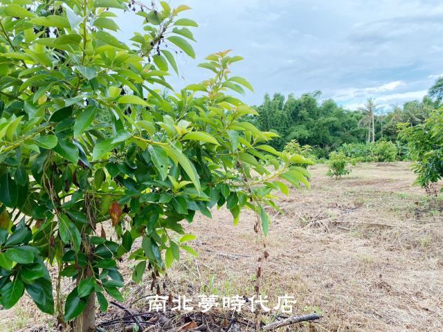 台南左鎮農地-8