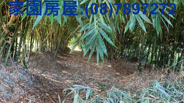 屏東高樹農地-10