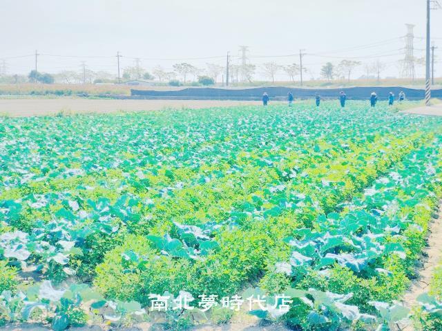 台南仁德農地-10