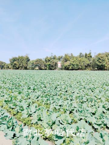 台南仁德農地-1