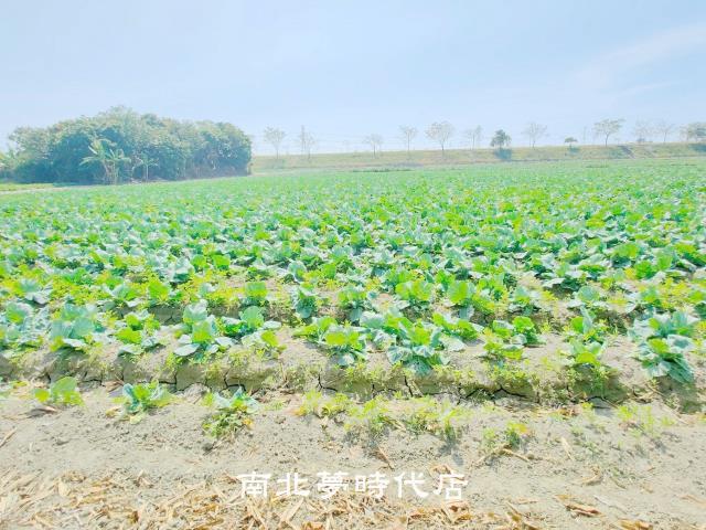 台南仁德農地-9