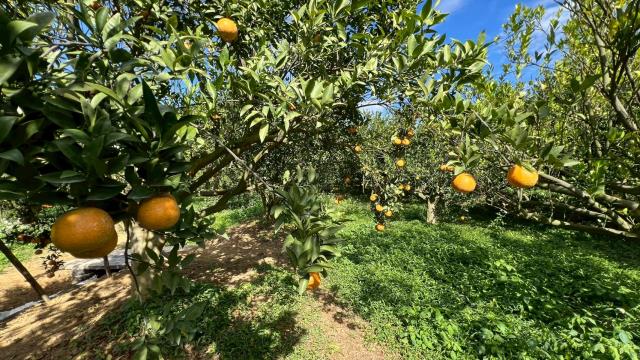 新竹峨眉農地-13