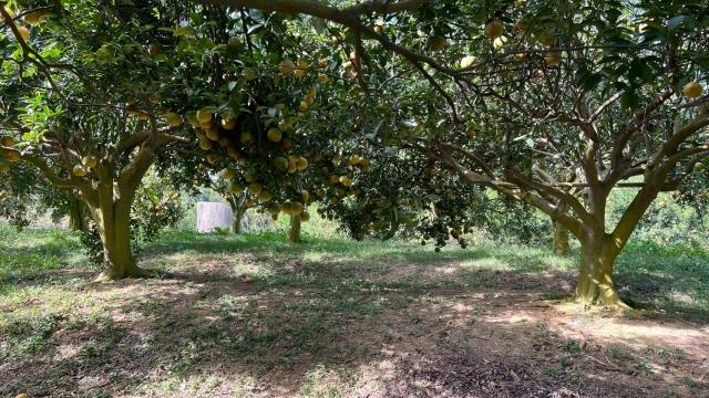 新竹峨眉農地-9