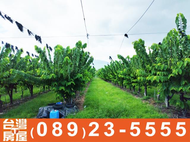 台東農地-2