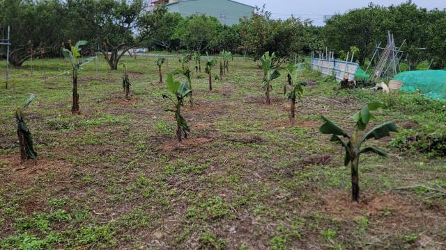 台中豐原農地-2