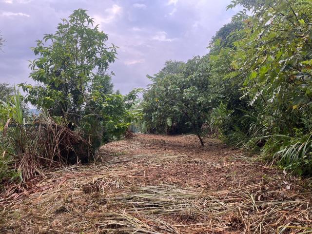 台中太平山坡地-10