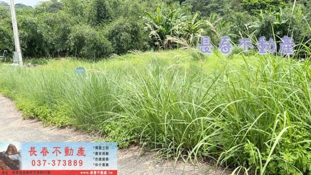 苗栗三灣農地-7