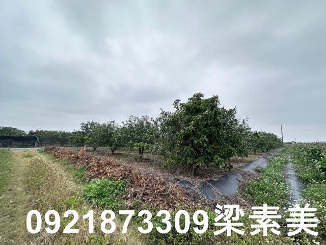 麻豆農地-2