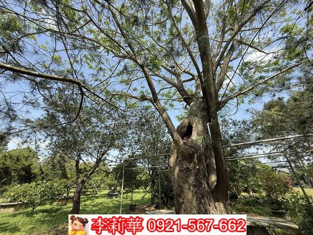 台南玉井農地-6