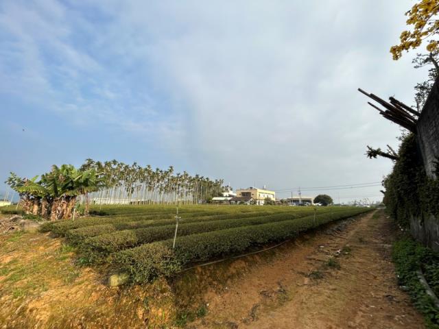 南投名間農地-4