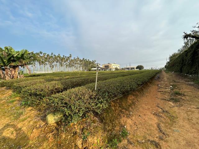 南投名間農地-5