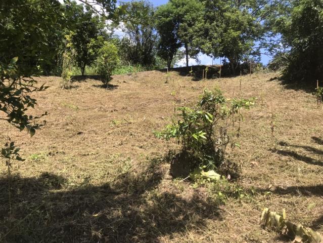 台中霧峰農地-7