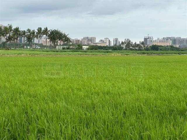 高雄橋頭農地-4