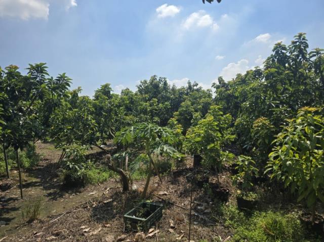 台南玉井農地-12