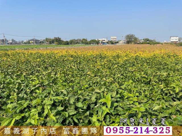 雲林水林農地-5