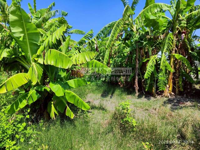 雲林四湖建地-9