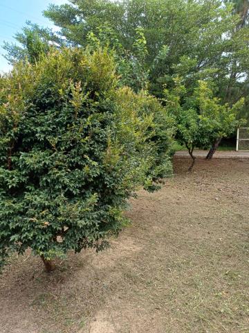 苗栗通霄農地-7