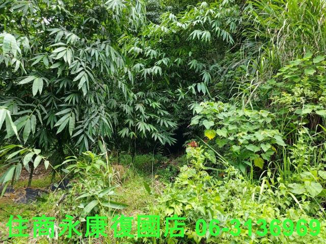 台南左鎮農地-12