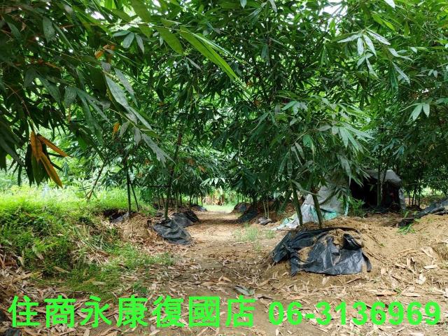 台南左鎮農地-10