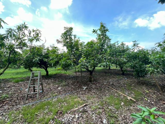 台南玉井農地-10