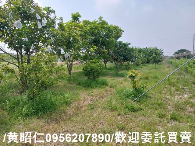 台南七股農地-12