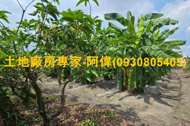 屏東萬丹建地-1