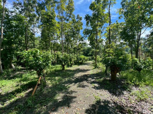 台南南化農地-14