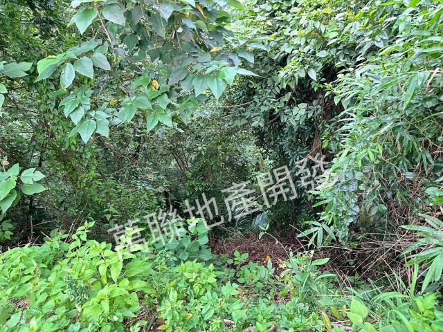 台中山坡地保育區林業-1