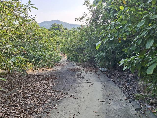 高雄阿蓮農地-3