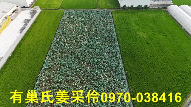 民雄農地-4