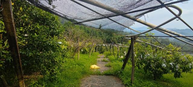 台中東勢農地-6