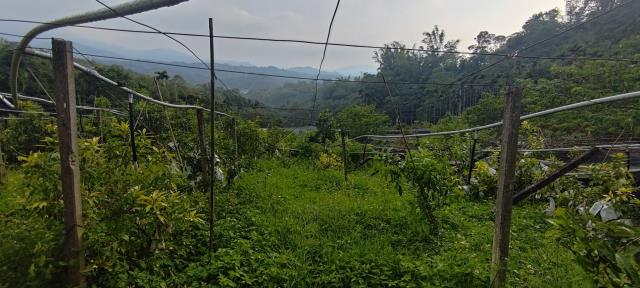 台中東勢農地-9