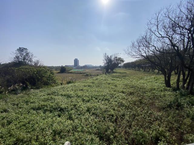 桃園大園農地-2