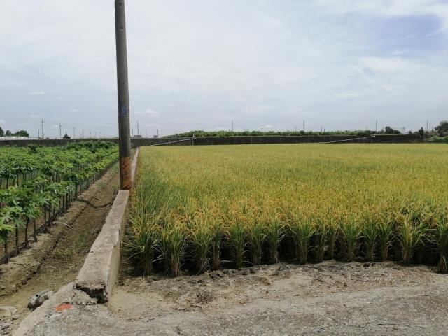 雲林斗南農地-8