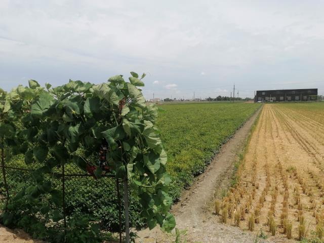 雲林斗南農地-4