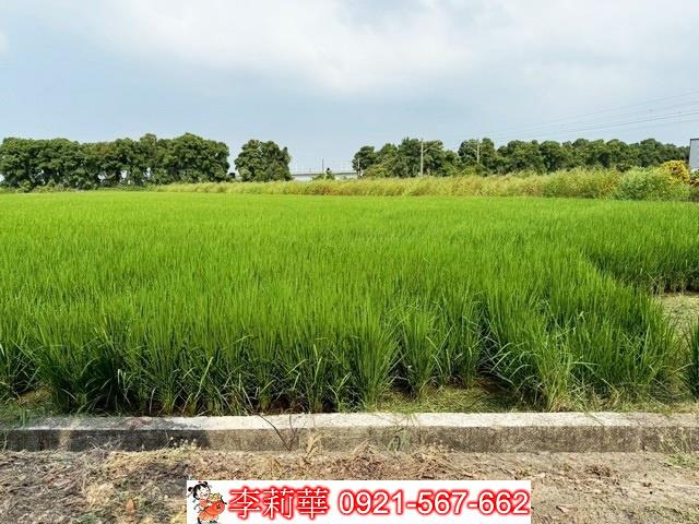 新營農地-6