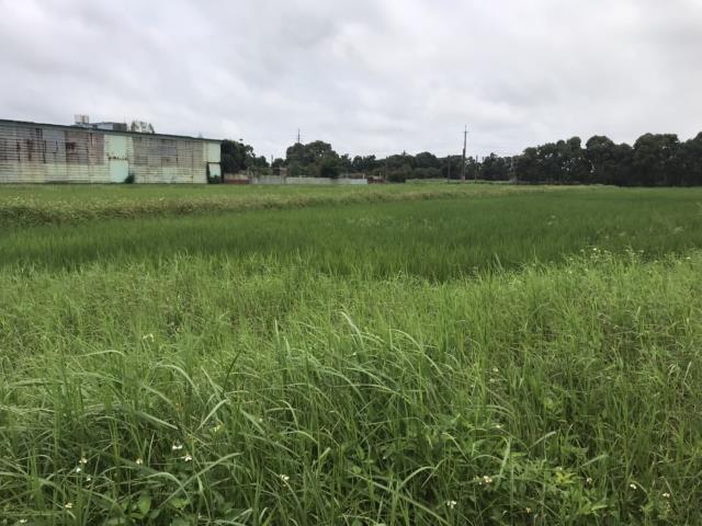 新屋農地-1